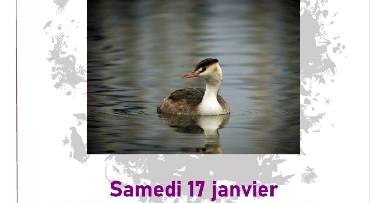 Affiche comptage des oiseaux d'eau