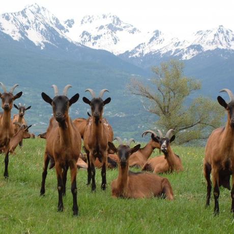 Puy Sanières chèvres