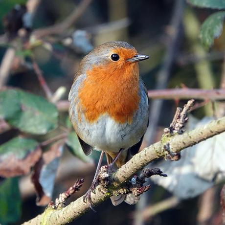 Rouge gorge Rouge gorge