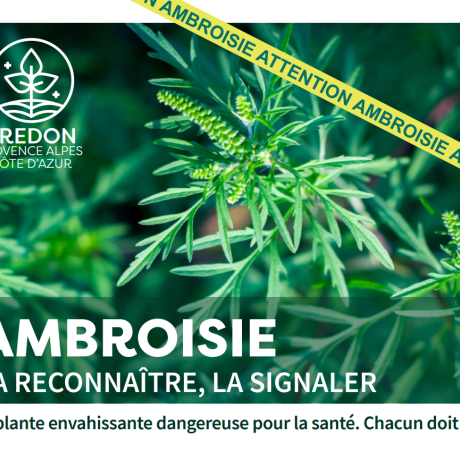 Affiche ambroisie