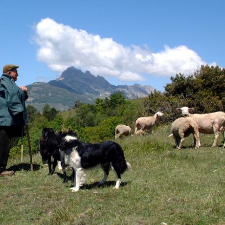 Berger à Puy Sanières