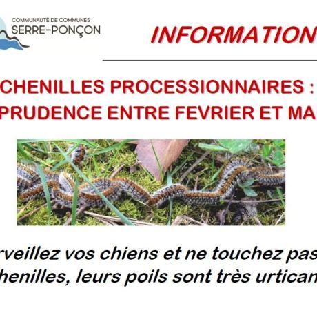 Chenilles processionnaires 2