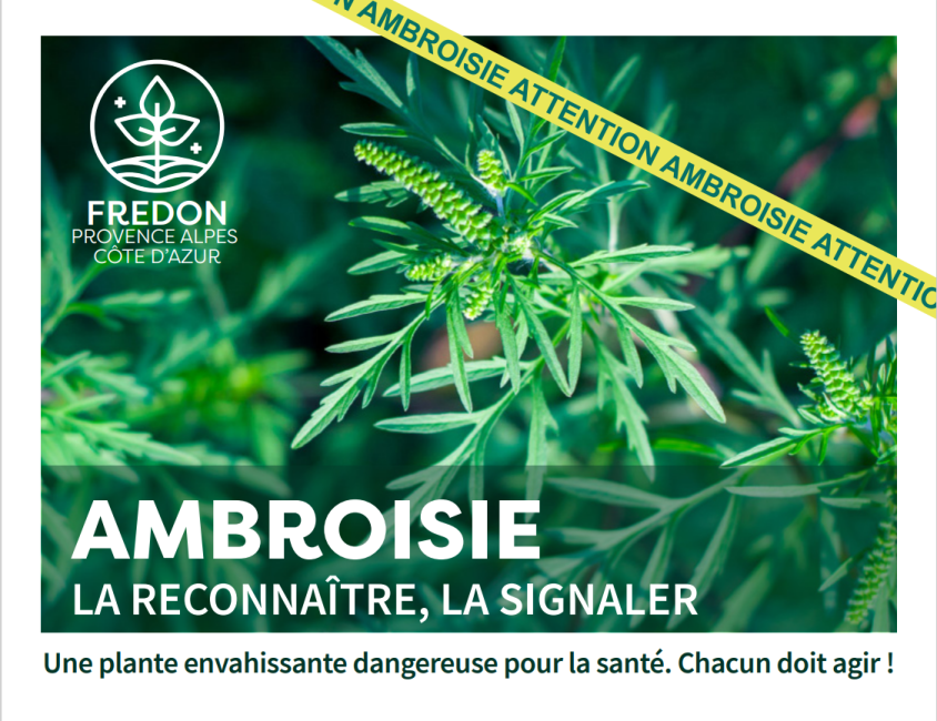 Affiche ambroisie