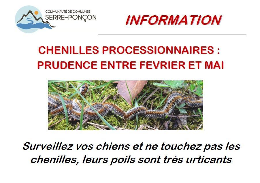 Chenilles processionnaires 2