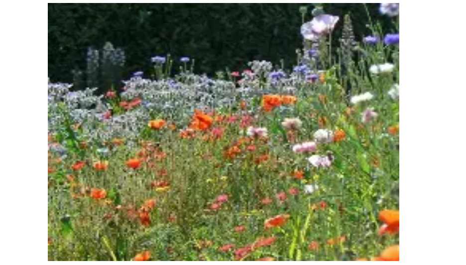 Conférence plantes sauvages 2