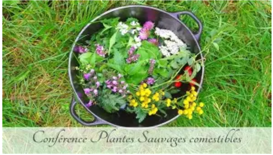 Conférence plantes sauvages
